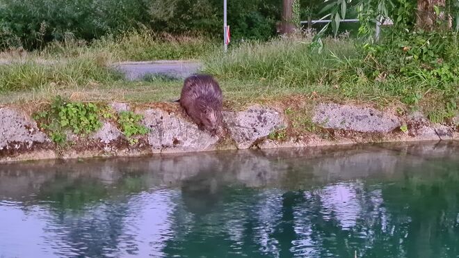Biber am Almkanal