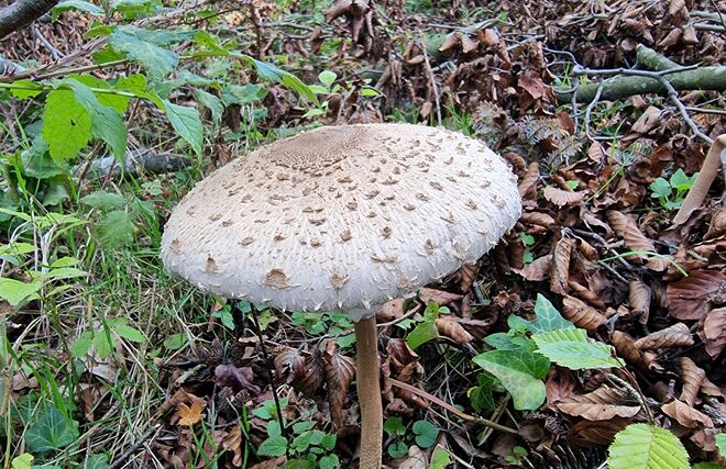 Parasol
