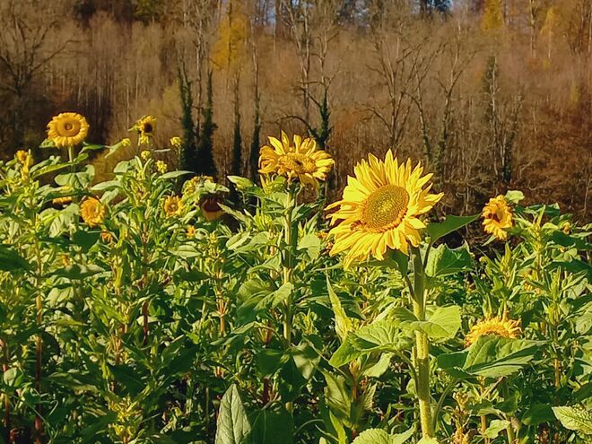 Novembersonnenblumen