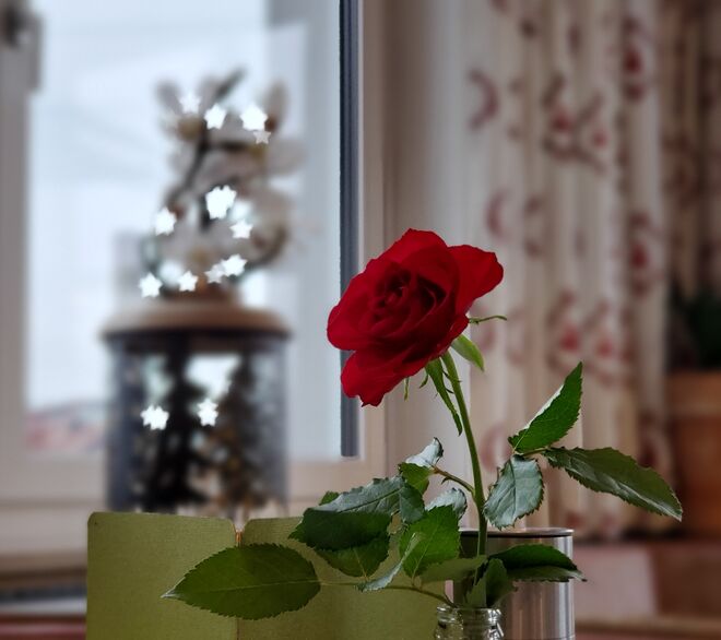 Einzelne rote Rose