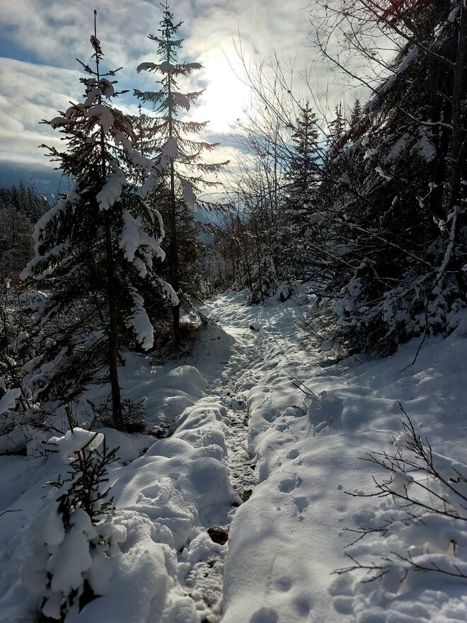 Im Winterwald