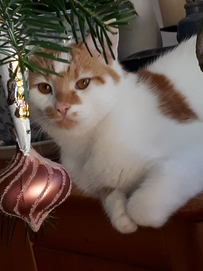 Fröhliche Weihnachten!