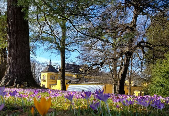 Krokusfeld im Schlosspark