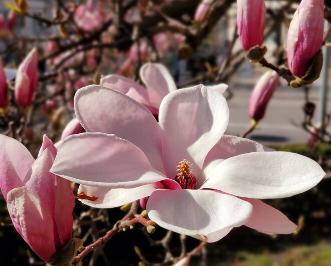 Magnolienpracht