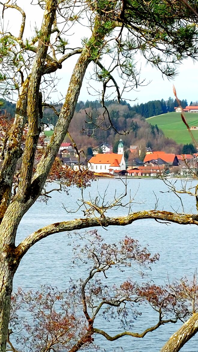 Kirche im Baum