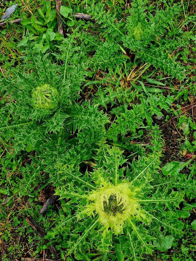 Kratzdistel