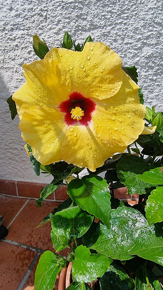 Hibiskus