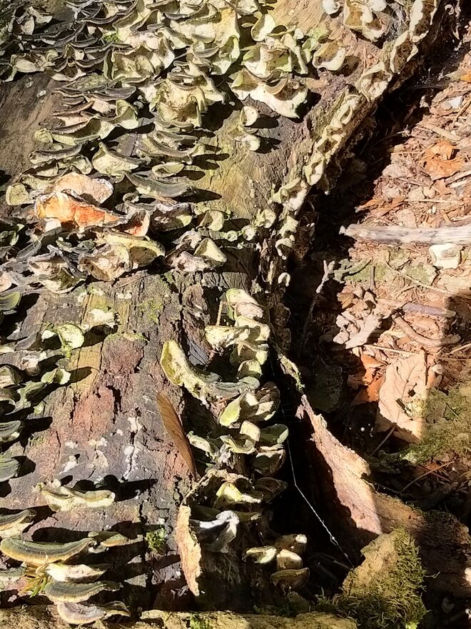 Pilzbefall
