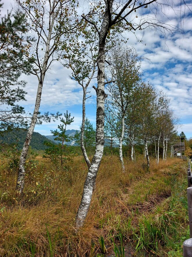 Wandern durchs Moor im Oktober