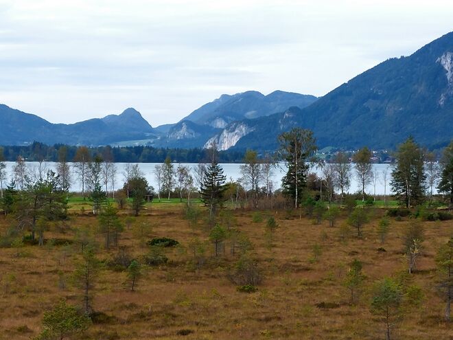 Moorlandschaft am See