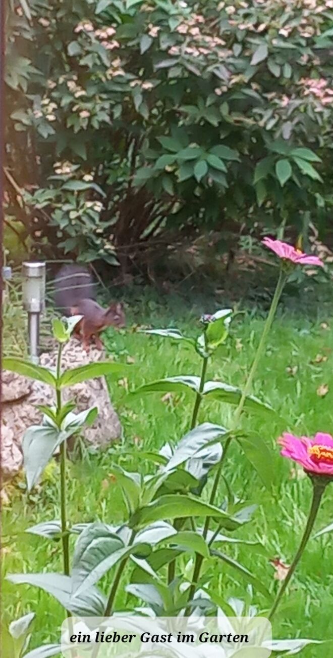 Ein lieber Gast im Garten