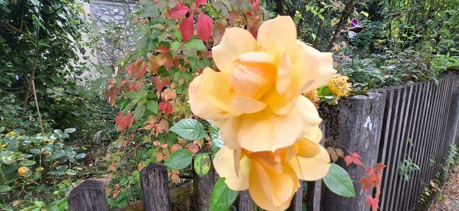 Rose herbstlich umrandet