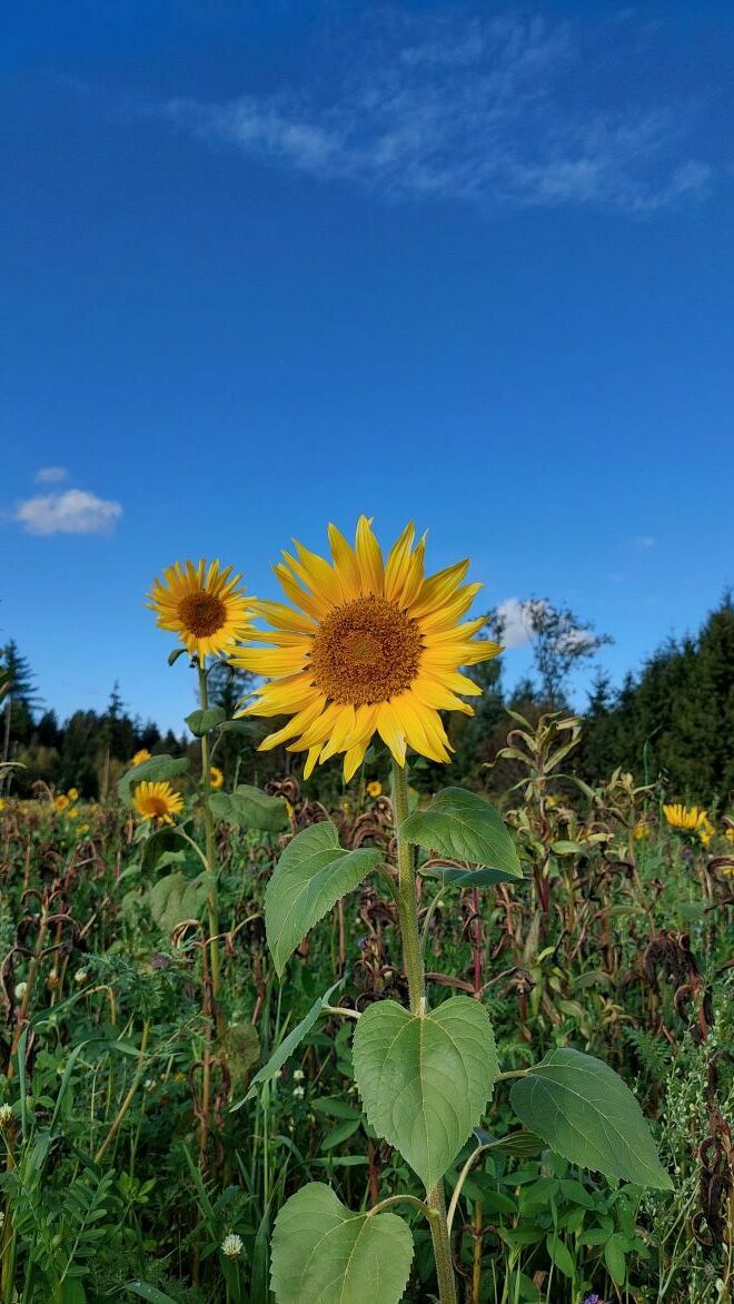 Sonnenblumen im Oktober