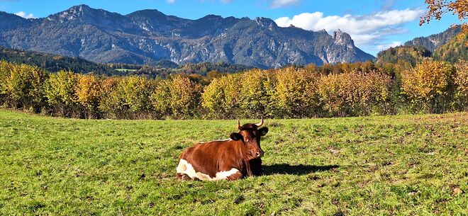 Kuh im Glück - Sonne und saftiges Gras