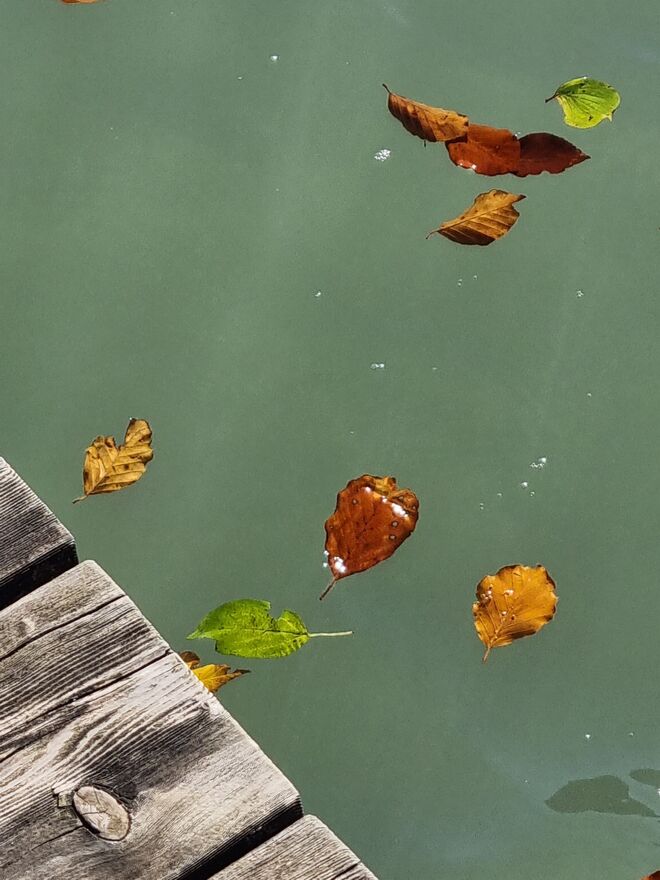 Herbstlaub im See