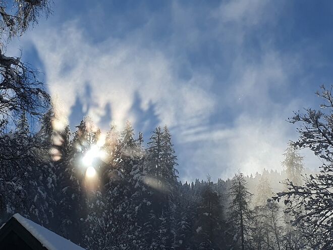 Baumschatten im Nebel