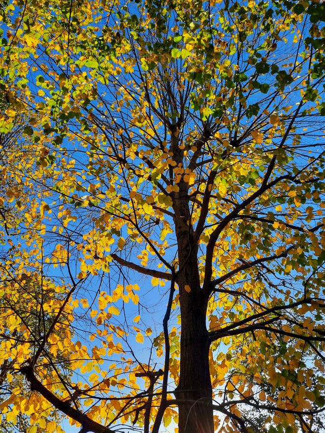 Lauer Morgen