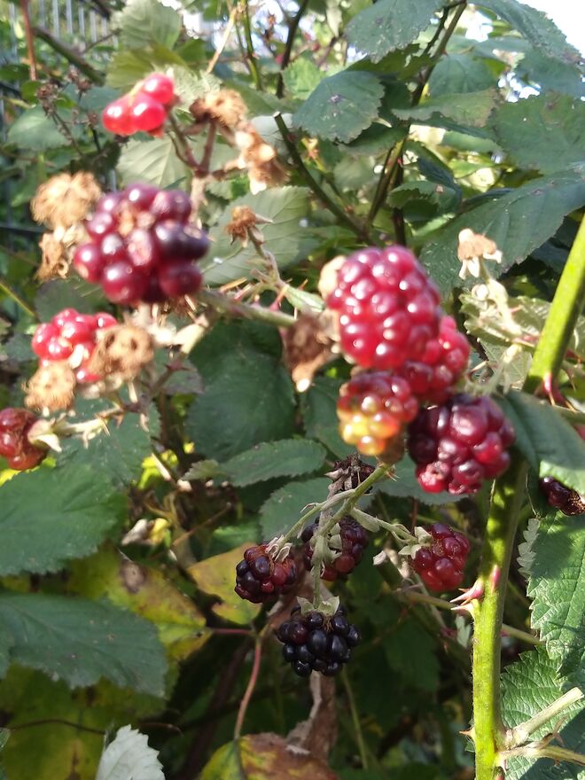 Novemberbeeren