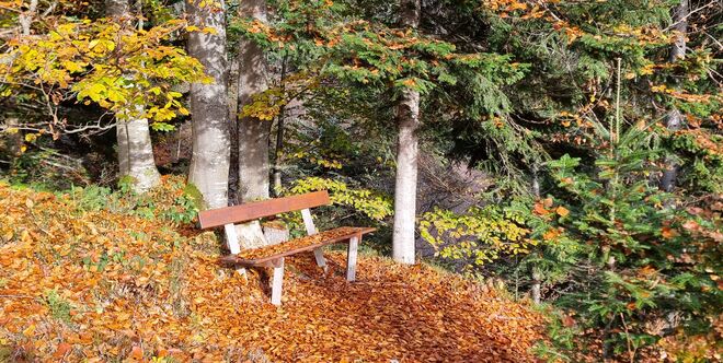 Bankerl unter der Buche