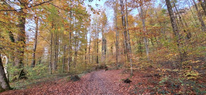 Waldspaziergang
