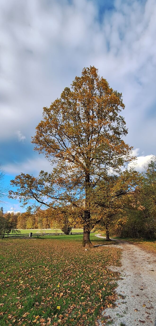 Ein Baum....