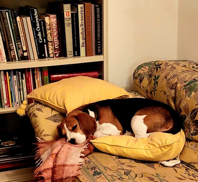 Bei dem Wetter geht nur kuscheln!