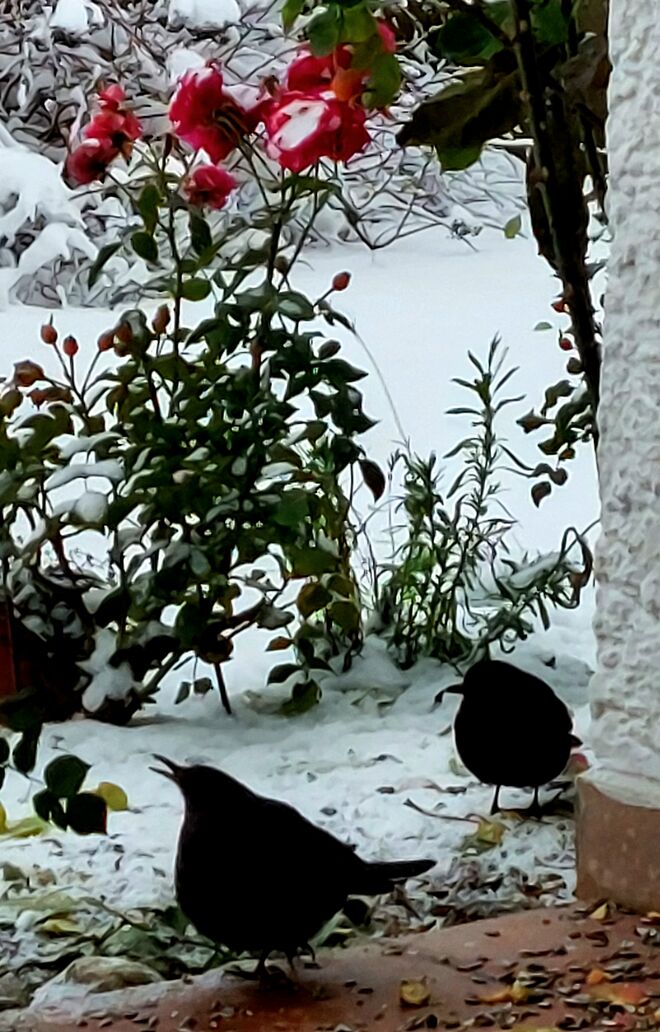 Frühstück im Schnee