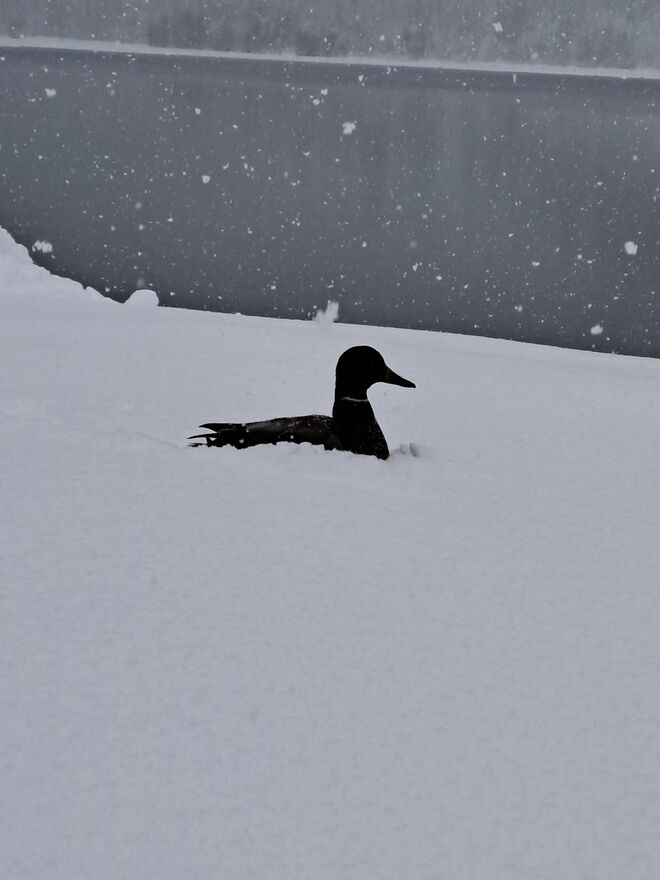 Wintereinbruch am Jägersee