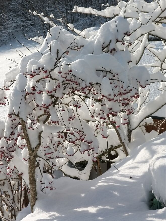 Ein paar wintersonnenstrahlen...