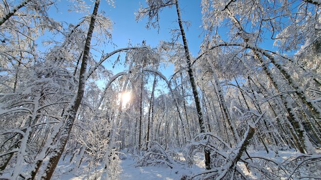 Der Wald verneigt sich vor dem Winter