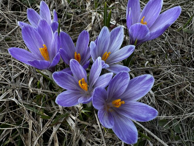 Bergfrühling
