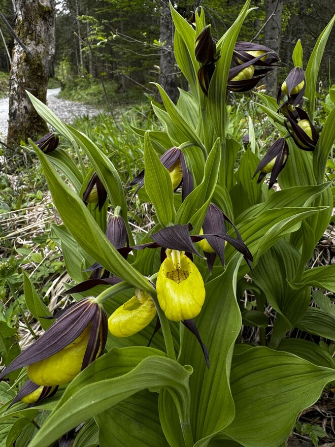 Orchideenzeit