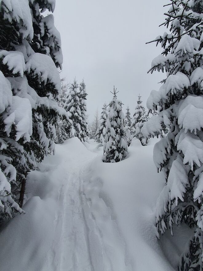Winterwald 1