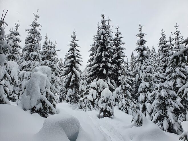 Winterwald 2