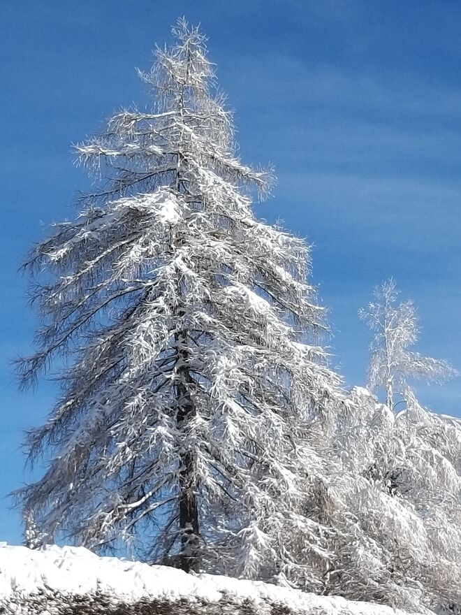 Winterbaum