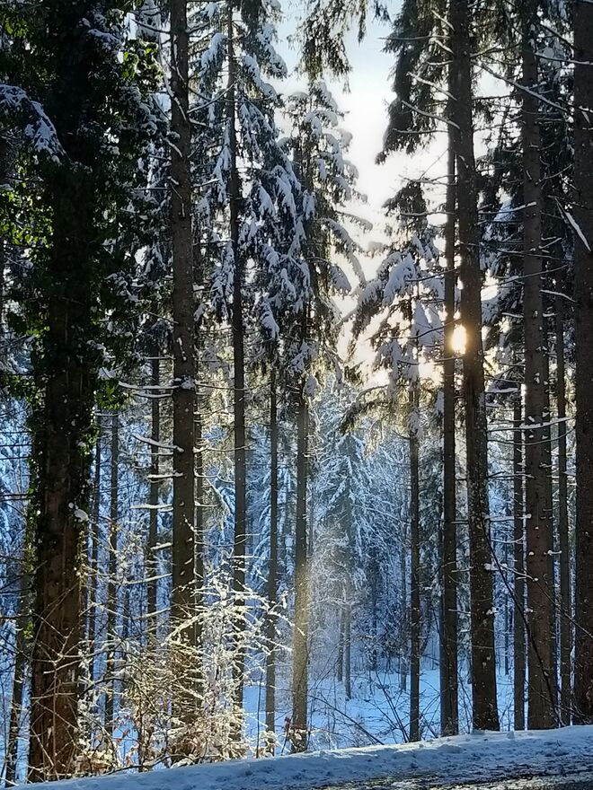 Winterwald