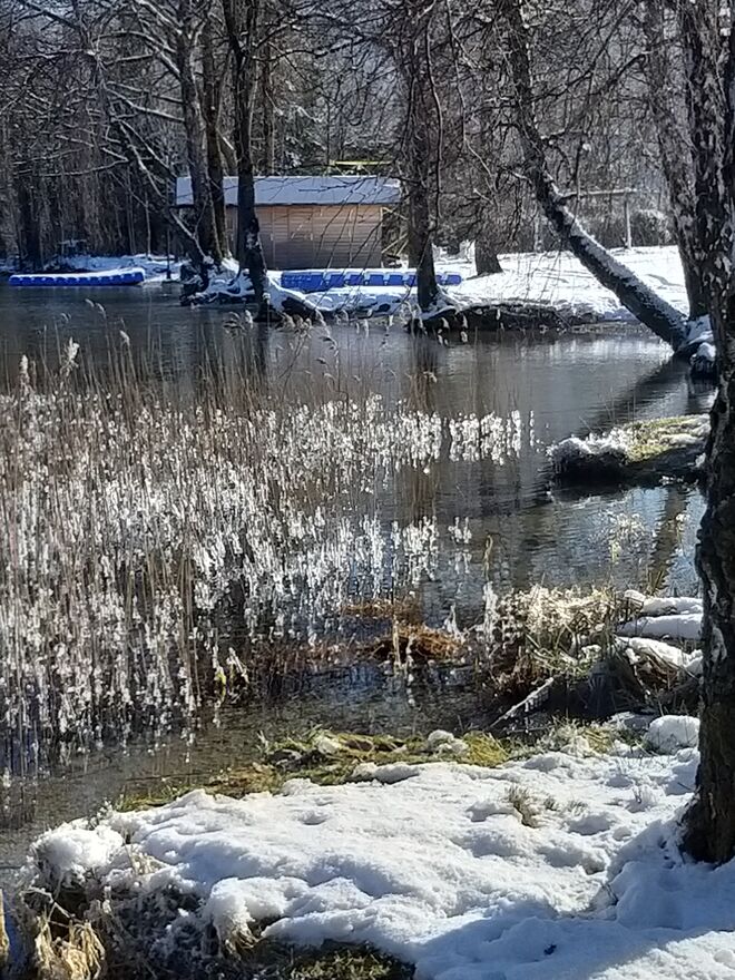 Eiswald im F.see