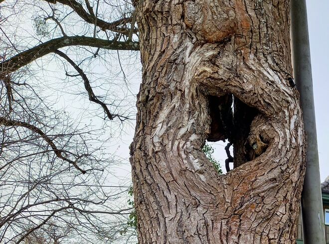 Baum mit Durchblick...