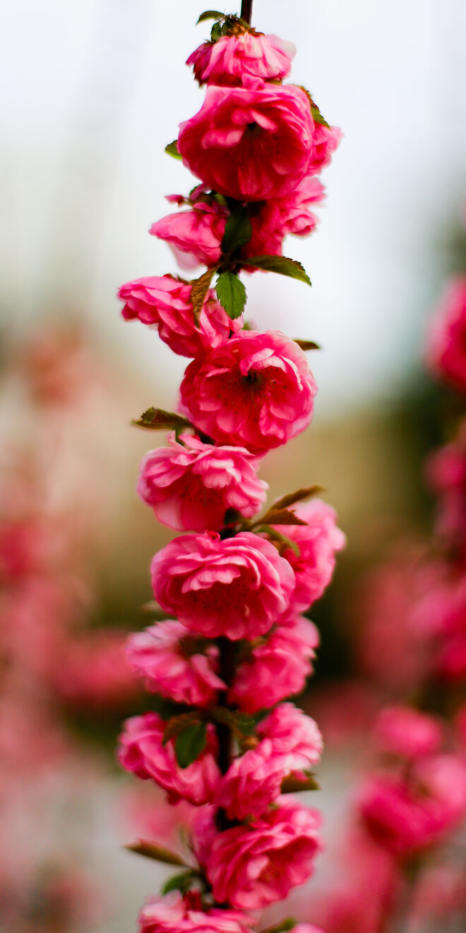 Flower Power
