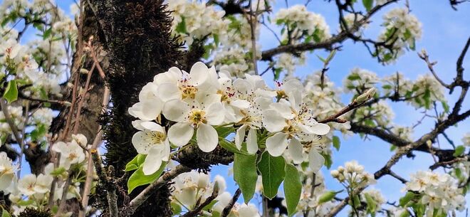 Apfelblüte