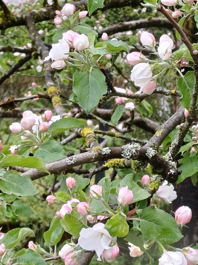 APFELBLÜTEN 2