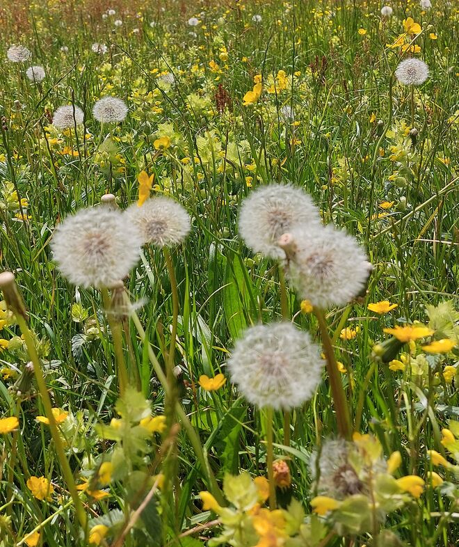 Wiesenstück