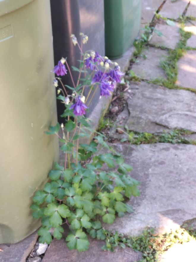 Meine Mülltonnen blume...