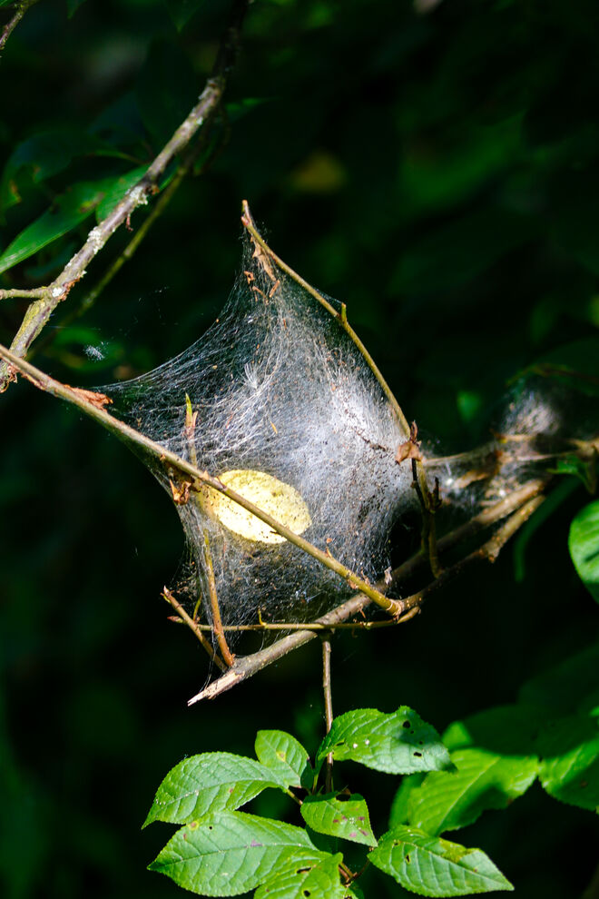 Spinnennetz