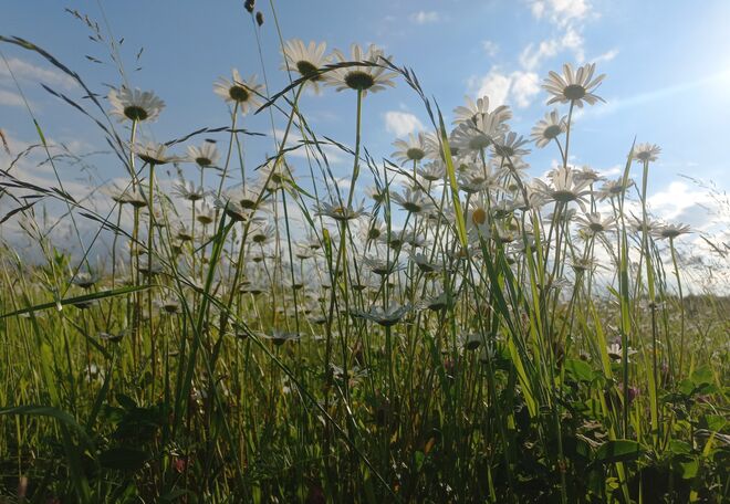 Durch die Blume.....