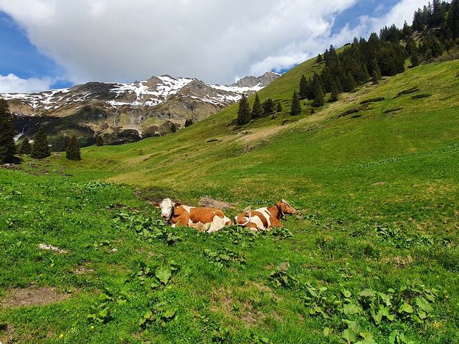 Die ersten Kühe auf der Alm