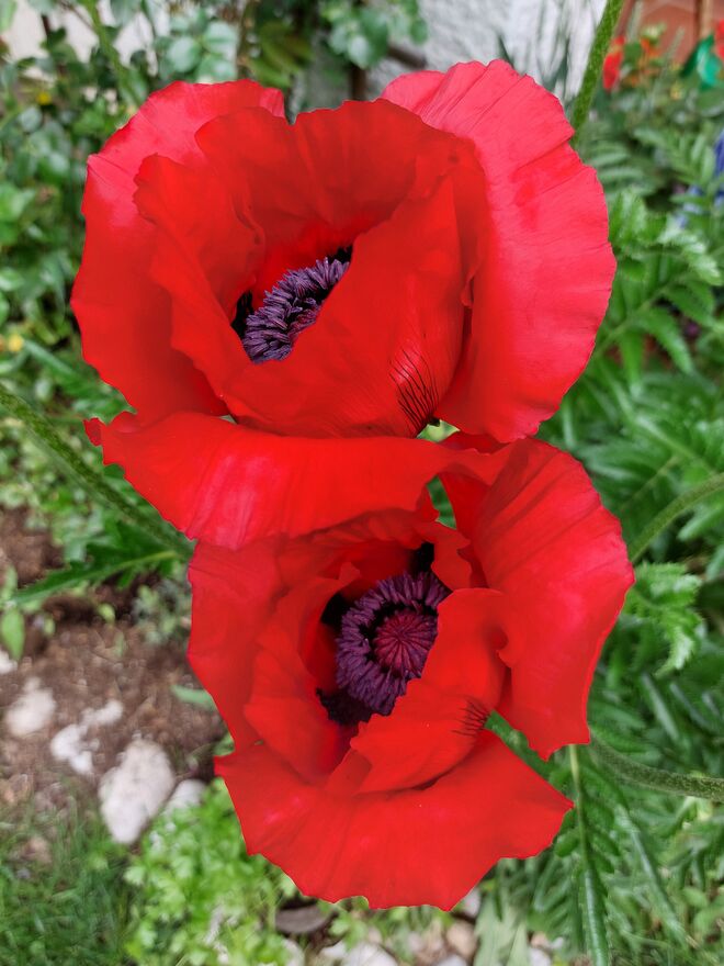 Heute Nacht ist der Mohn erwacht!