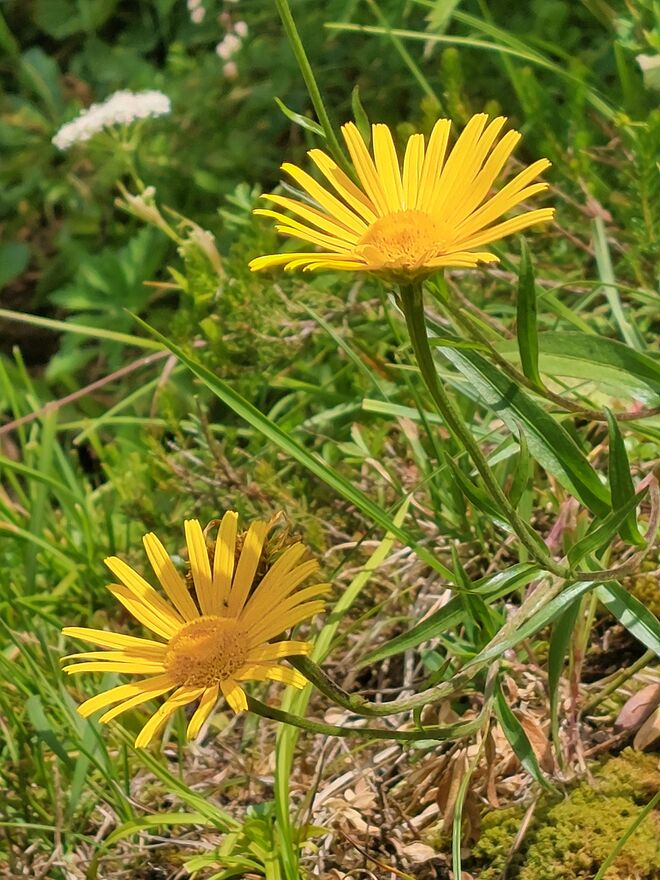 Sie wiegen sich im Sommerwind ...