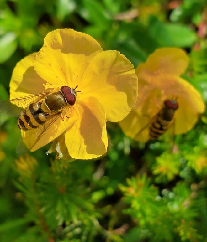 Besuch beim Sonnenröschen