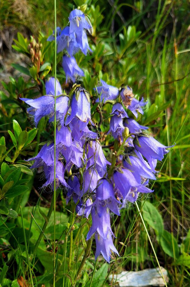 Bärtige Glockenblume